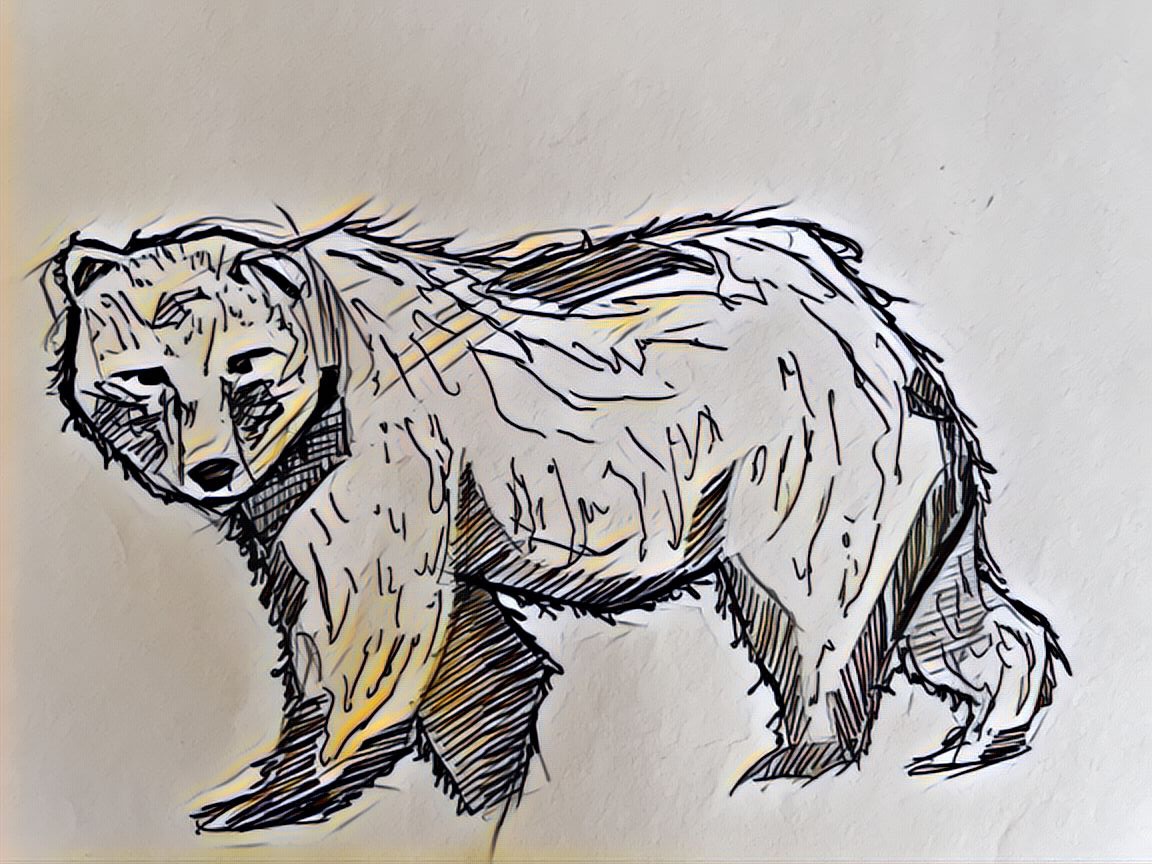 The bear